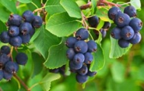 Чи можна іргу годуючій мамі