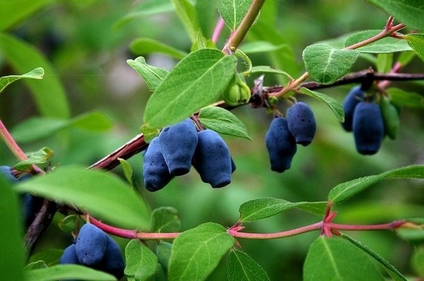 Жимолость і її корисні властивості Жимолость і її корисні властивості