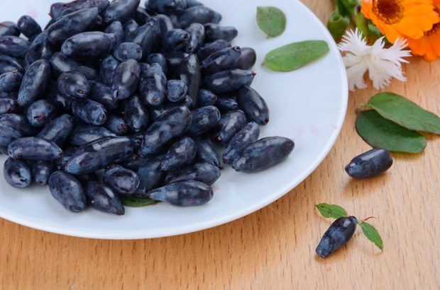 жимолость в харчуванні жимолость в харчуванні