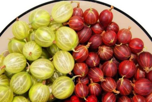 Ягоди при грудному вигодовуванні Ягоди при грудному вигодовуванні